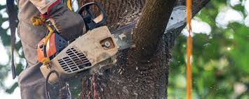 Best Lawn Maintenance Plans  in Weslaco, TX